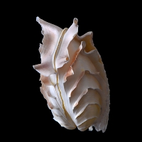 callanaitis disjecta 5-2019 9453